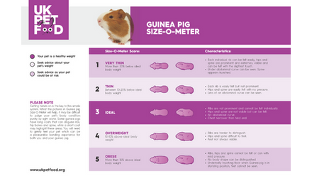 Guinea Pig Size-o-meter png